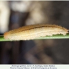 melanargia galathea pyatigorsk larva4e